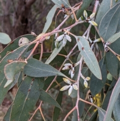 Eucalyptus dealbata (Tumbledown Red Gum) at Bigga, NSW - 5 Aug 2024 by MattM