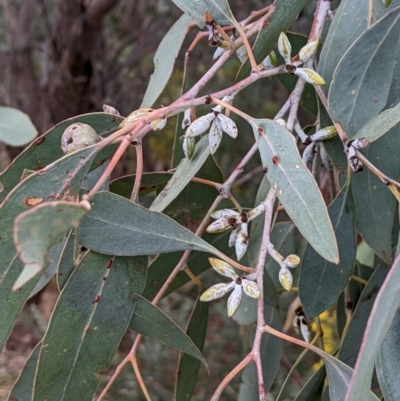 Eucalyptus dealbata (Tumbledown Red Gum) at Bigga, NSW - 5 Aug 2024 by MattM