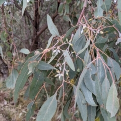 Eucalyptus dealbata at Bigga, NSW - 5 Aug 2024