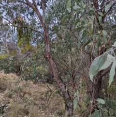 Eucalyptus dealbata at Bigga, NSW - 5 Aug 2024