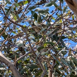 Pardalotus striatus at Lawson, ACT - 10 Aug 2024