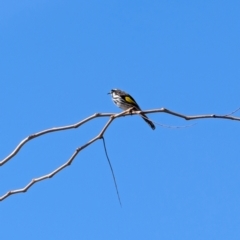 Phylidonyris novaehollandiae (New Holland Honeyeater) at Lawson, ACT - 10 Aug 2024 by mroseby