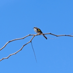 Phylidonyris novaehollandiae at Lawson, ACT - 10 Aug 2024