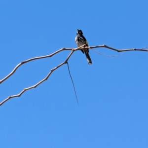 Phylidonyris novaehollandiae at Lawson, ACT - 10 Aug 2024 11:48 AM