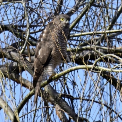 Accipiter fasciatus (Brown Goshawk) at Melba, ACT - 10 Aug 2024 by Thurstan