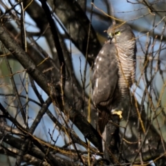 Tachyspiza fasciata at Melba, ACT - 10 Aug 2024