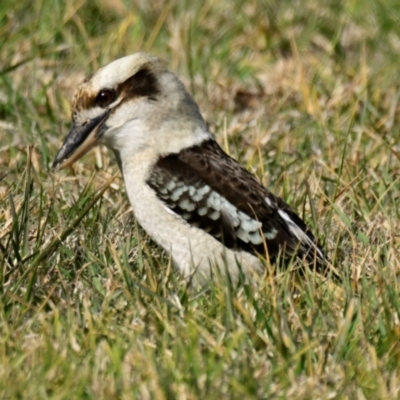 Dacelo novaeguineae (Laughing Kookaburra) at Melba, ACT - 10 Aug 2024 by Thurstan