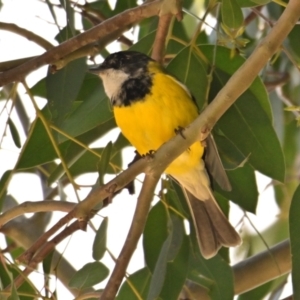 Pachycephala pectoralis at Melba, ACT - 10 Aug 2024 11:12 AM