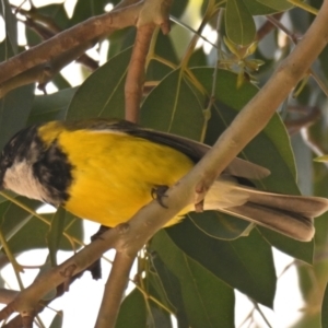 Pachycephala pectoralis at Melba, ACT - 10 Aug 2024 11:12 AM