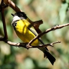 Pachycephala pectoralis at Melba, ACT - 10 Aug 2024 11:12 AM