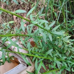 Stackhousia monogyna at Surf Beach, NSW - 9 Aug 2024