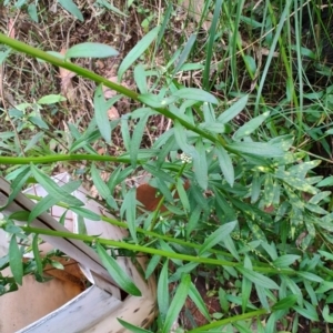 Stackhousia monogyna at Surf Beach, NSW - 9 Aug 2024 02:14 PM