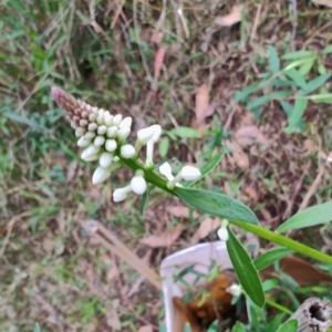 Stackhousia monogyna at Surf Beach, NSW - 9 Aug 2024