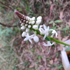 Stackhousia monogyna at Surf Beach, NSW - 9 Aug 2024