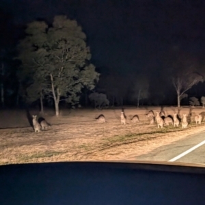 Macropus giganteus at Kambah, ACT - 8 Aug 2024