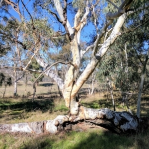 Eucalyptus rossii at Crace, ACT - 7 May 2017