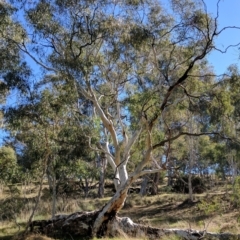 Eucalyptus rossii at Crace, ACT - 7 May 2017