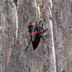 Eurymelops rubrovittata (Red-lined Leaf Hopper) at Pialligo, ACT - 10 Aug 2024 by DPRees125