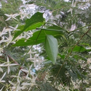 Clematis aristata at Surf Beach, NSW - 9 Aug 2024 01:41 PM