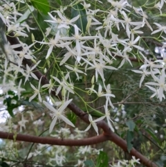 Clematis aristata at Surf Beach, NSW - 9 Aug 2024 01:41 PM