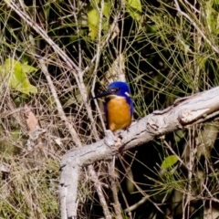 Ceyx azureus (Azure Kingfisher) at Coopernook, NSW - 12 Jun 2024 by KorinneM