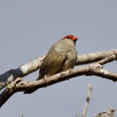 Neochmia temporalis (Red-browed Finch) at Coopernook, NSW - 12 Jun 2024 by KorinneM