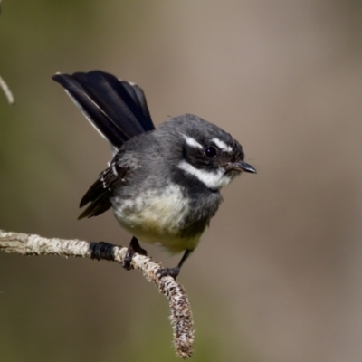 Rhipidura albiscapa (Grey Fantail) at Coopernook, NSW - 12 Jun 2024 by KorinneM