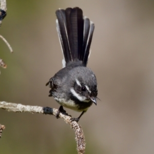 Rhipidura albiscapa at Coopernook, NSW - 12 Jun 2024