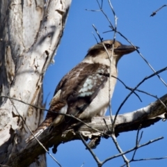 Dacelo novaeguineae (Laughing Kookaburra) at Coopernook, NSW - 12 Jun 2024 by KorinneM