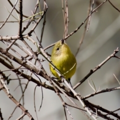 Acanthiza nana (Yellow Thornbill) at Coopernook, NSW - 12 Jun 2024 by KorinneM