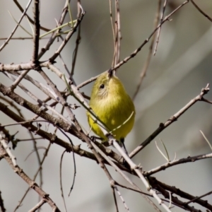 Acanthiza nana at Coopernook, NSW - 12 Jun 2024