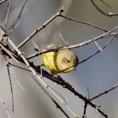 Acanthiza nana at Coopernook, NSW - 12 Jun 2024