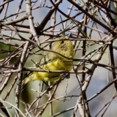 Acanthiza nana at Coopernook, NSW - 12 Jun 2024