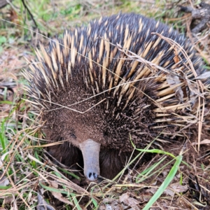 Tachyglossus aculeatus at Braidwood, NSW - 10 Aug 2024