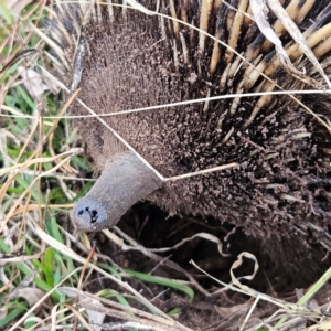 Tachyglossus aculeatus at Braidwood, NSW - 10 Aug 2024