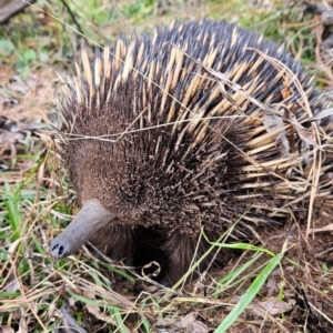 Tachyglossus aculeatus at Braidwood, NSW - 10 Aug 2024