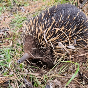 Tachyglossus aculeatus at Braidwood, NSW - 10 Aug 2024