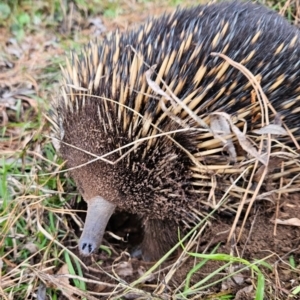 Tachyglossus aculeatus at Braidwood, NSW - 10 Aug 2024