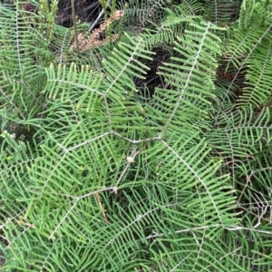 Gleichenia dicarpa at Ulladulla, NSW - 10 Aug 2024