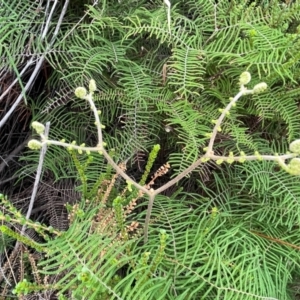 Gleichenia dicarpa at Ulladulla, NSW - 10 Aug 2024