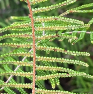 Gleichenia dicarpa at Ulladulla, NSW - 10 Aug 2024