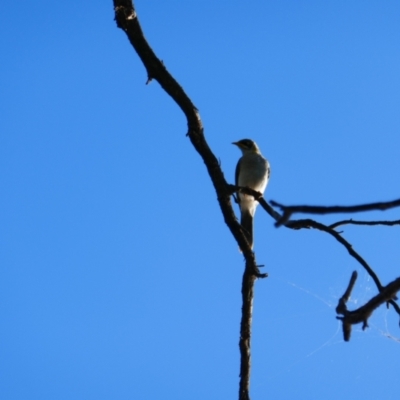 Manorina flavigula (Yellow-throated Miner) at Anabranch South, NSW - 14 Feb 2023 by MB