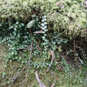 Asplenium flabellifolium at Twelve Mile Peg, NSW - 10 Aug 2024 12:57 PM