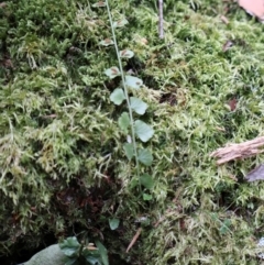 Asplenium flabellifolium at Twelve Mile Peg, NSW - 10 Aug 2024 12:57 PM