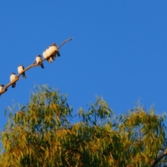 Artamus leucorynchus (White-breasted Woodswallow) at Anabranch South, NSW - 19 Feb 2023 by MB