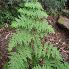 Histiopteris incisa (Bat's-Wing Fern) at Twelve Mile Peg, NSW - 10 Aug 2024 by Clarel