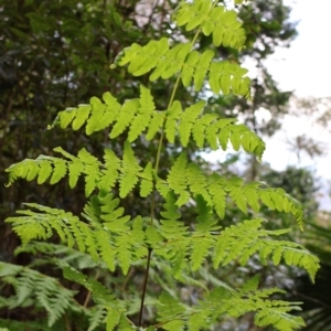 Histiopteris incisa at Twelve Mile Peg, NSW - suppressed