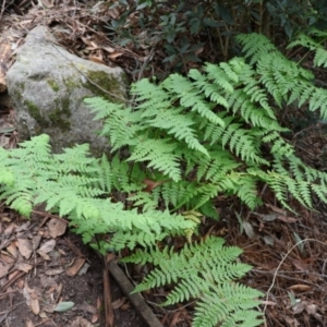 Histiopteris incisa at Twelve Mile Peg, NSW - suppressed