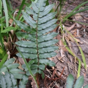 Blechnum wattsii at Twelve Mile Peg, NSW - 10 Aug 2024 01:01 PM