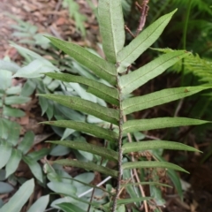 Blechnum wattsii at Twelve Mile Peg, NSW - 10 Aug 2024 01:01 PM